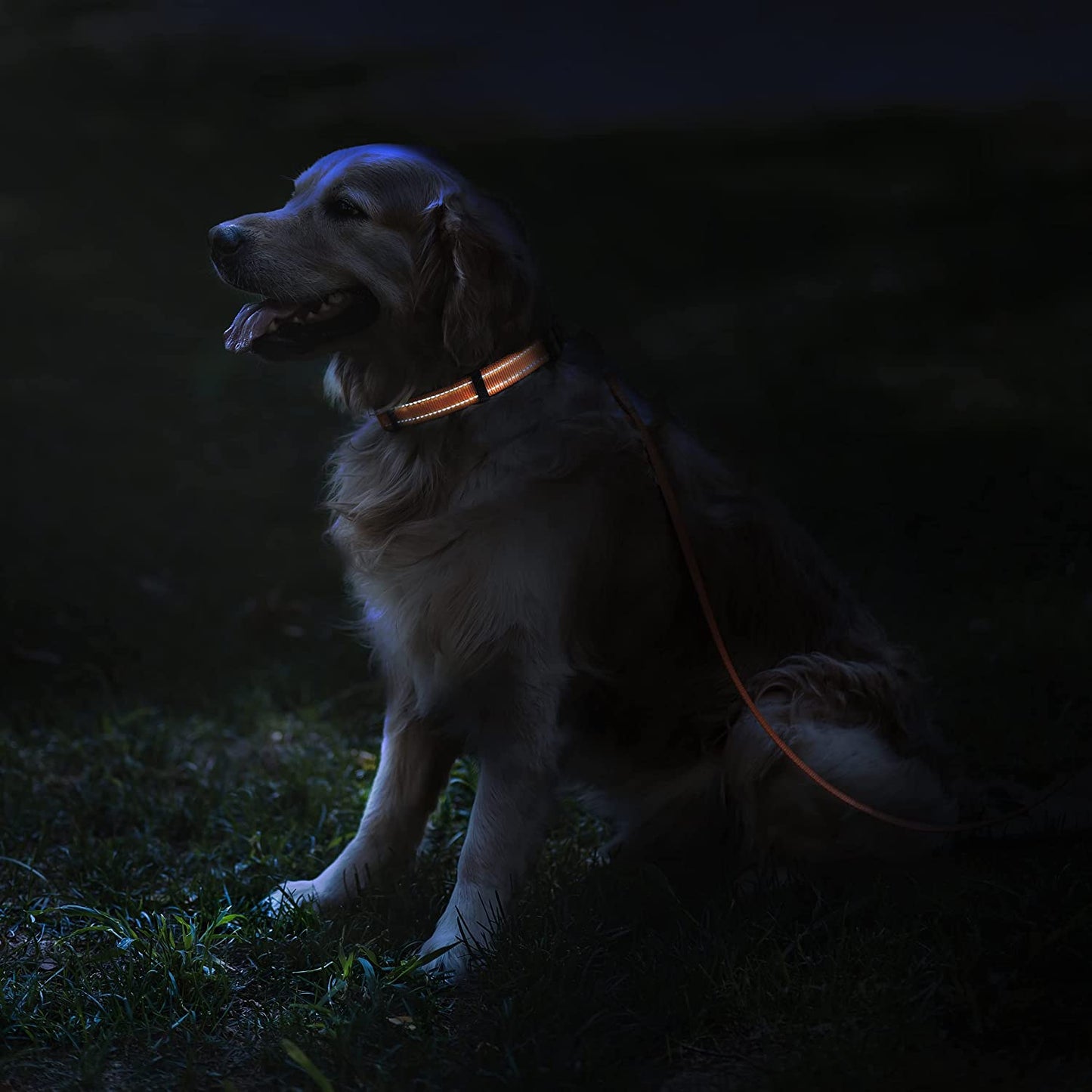 Reflective Dog Collar with Quick-Release Buckle - Orange, 10-13 Inches