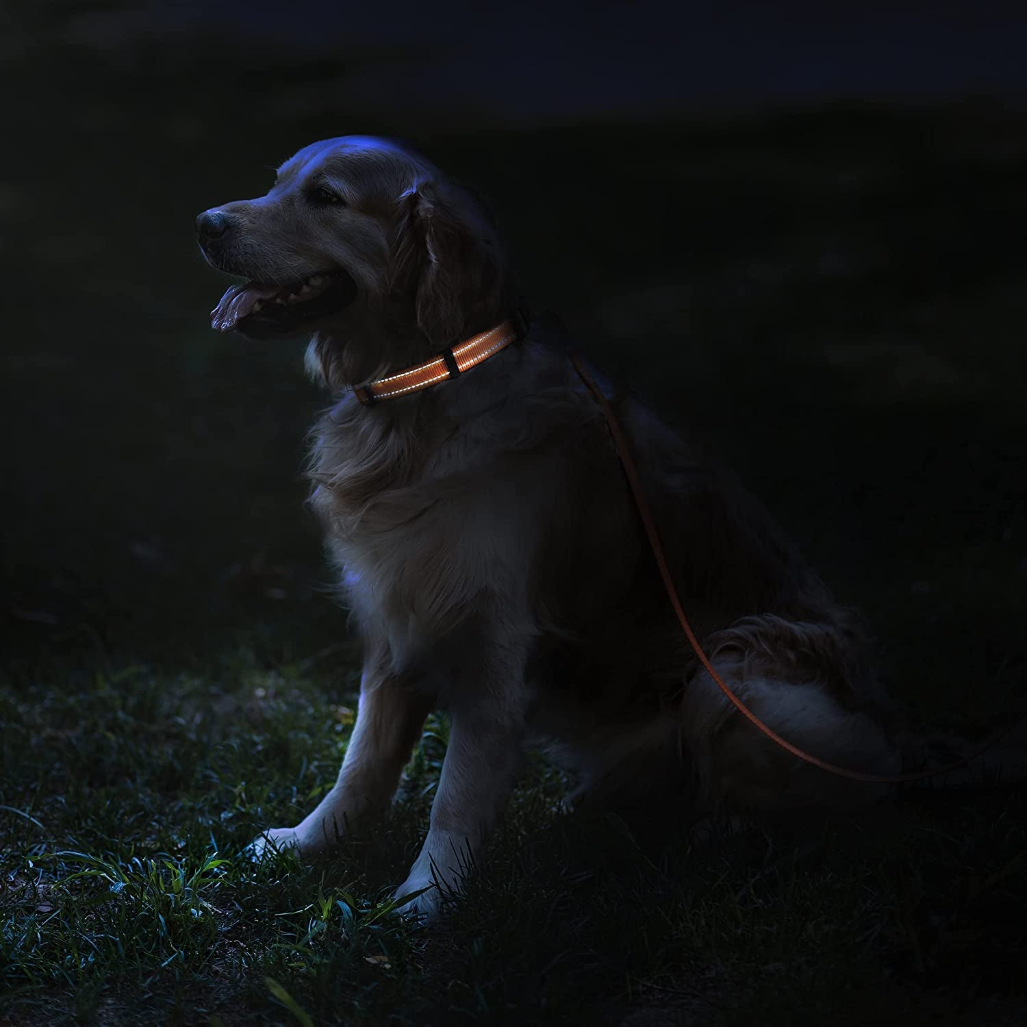 Reflective Dog Collar with Quick-Release Buckle - Orange, 10-13 Inches