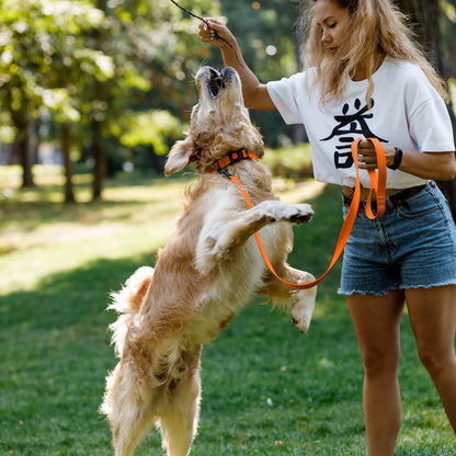 Reflective Dog Collar with Quick-Release Buckle - Orange, 10-13 Inches