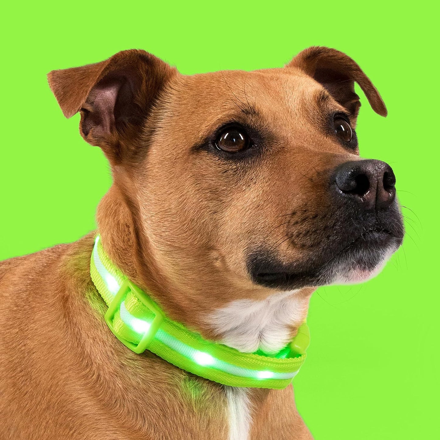 LED Dog Collar - Original USB Rechargeable & Waterproof - 1,000 Feet Visibility - Suitable for Small, Medium, and Large Dogs - USA Brand