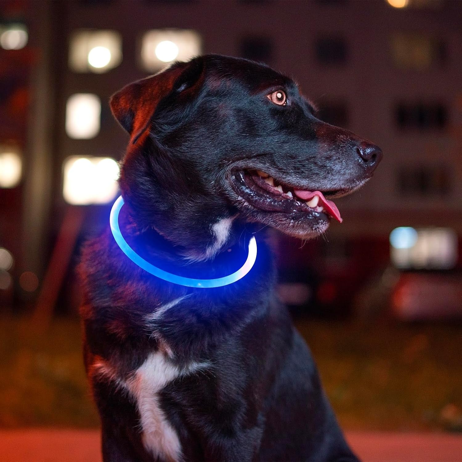 Light up Dog Collar,  USB Rechargeable Led Flash Dog Necklace